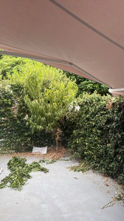 Flat Pear Tree For Sale
