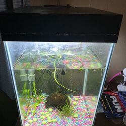 10 Gallon Aquarium 