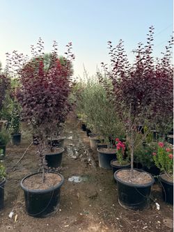 Purple plums 25 gallons
