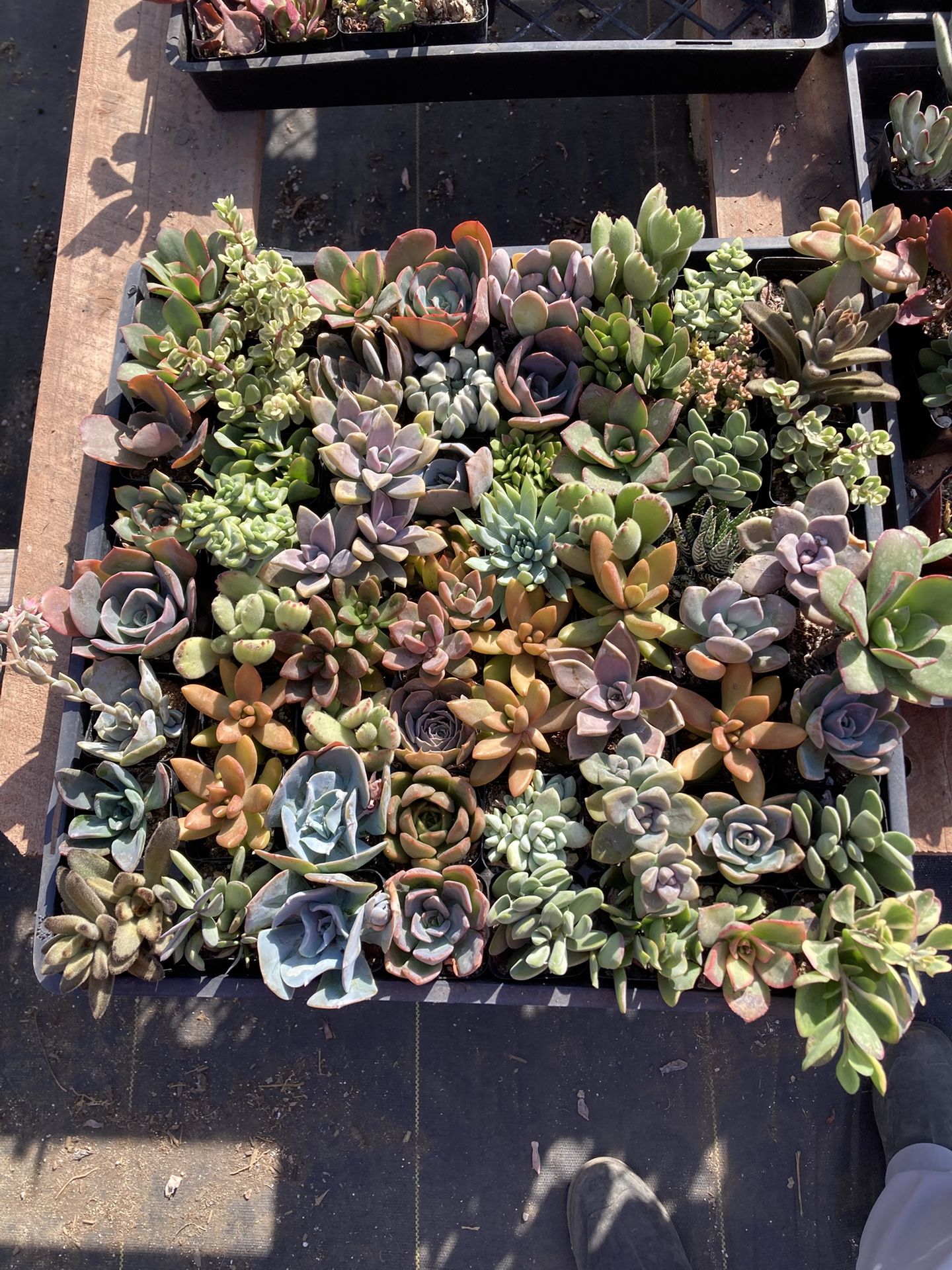 Assorted Succulent Tray 64 Plants