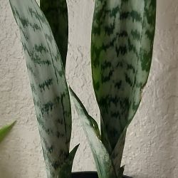 Snake plant with pot/ indoor or outdoor/ see discription 👍👍