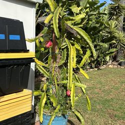 Dragon Fruit Trees