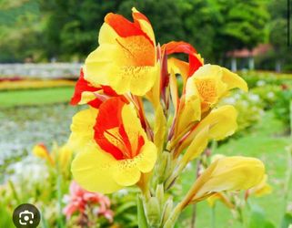 Cana Lily Plant