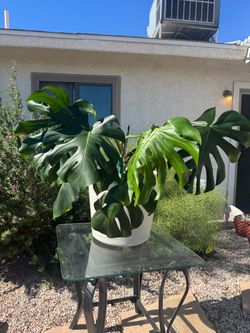 Monstera