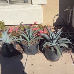 Agaves 