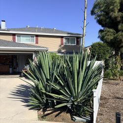 Agave Plants