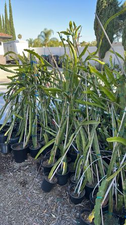 Ecuador Palora dragon fruit rooted pants