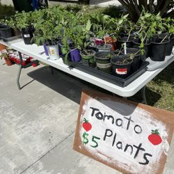 Tomato Plants 