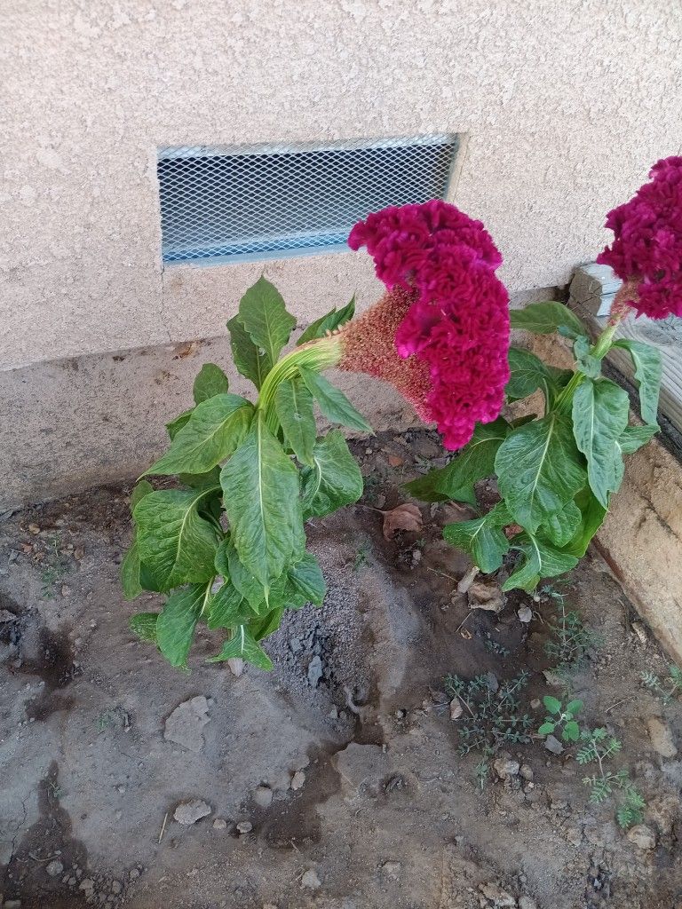 Coxcomb Flowers