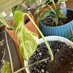 Albo Monstera