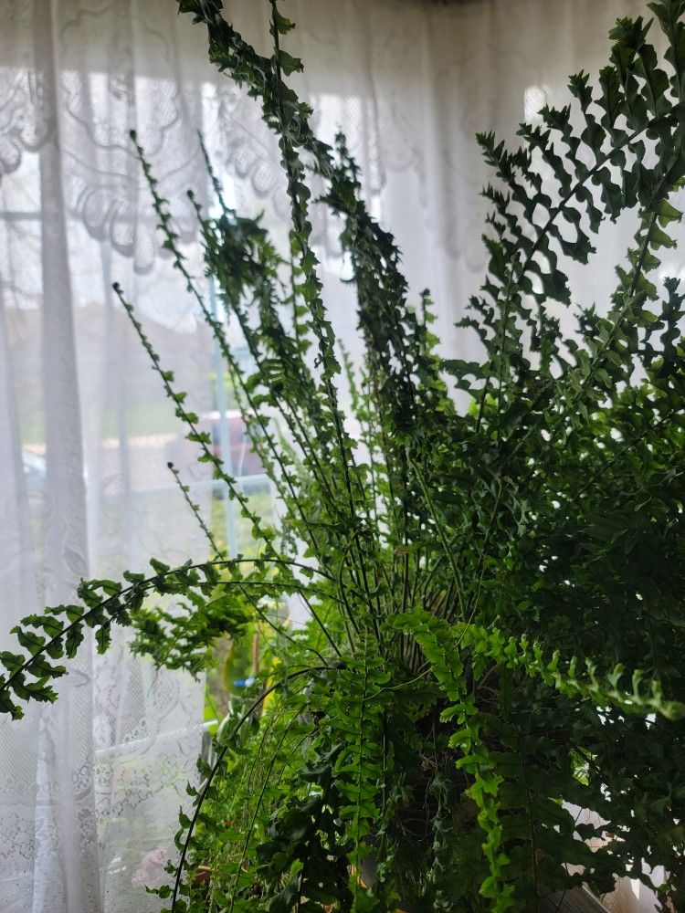 Paproć / Nephrolepis 