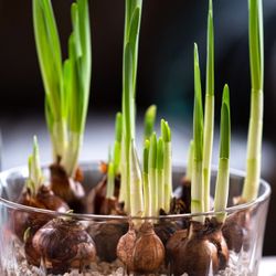 Paperwhite Narcissus w/ White Flowers