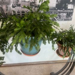 Christmas Cacti
