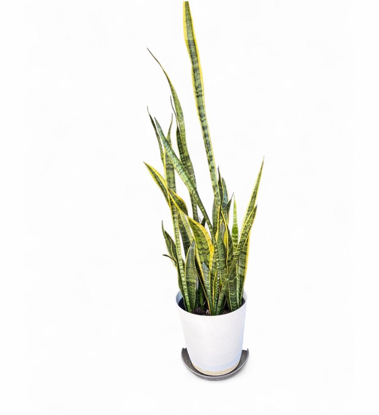 Snake plant in white pot (UTC area)