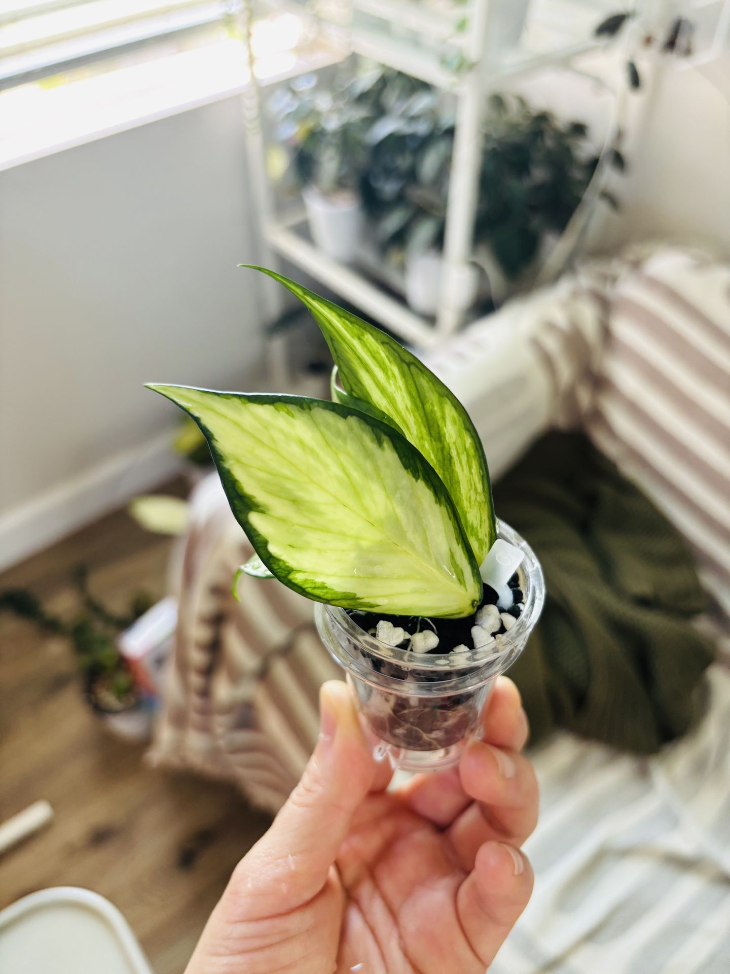 Hoya Polyneura Inner variegated