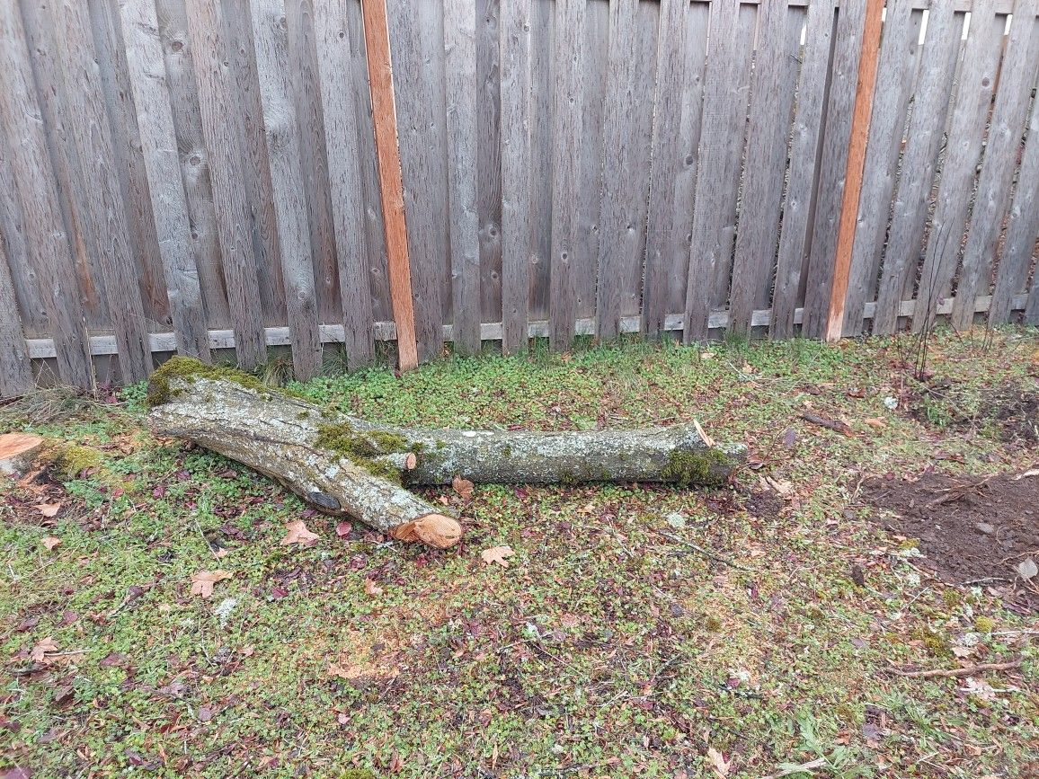 Free Firewood