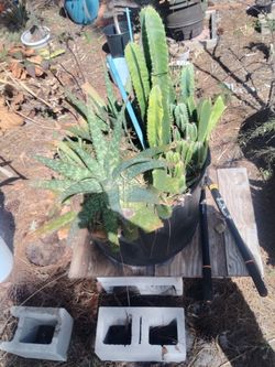 Cactus arrangement 24.7 gallon container