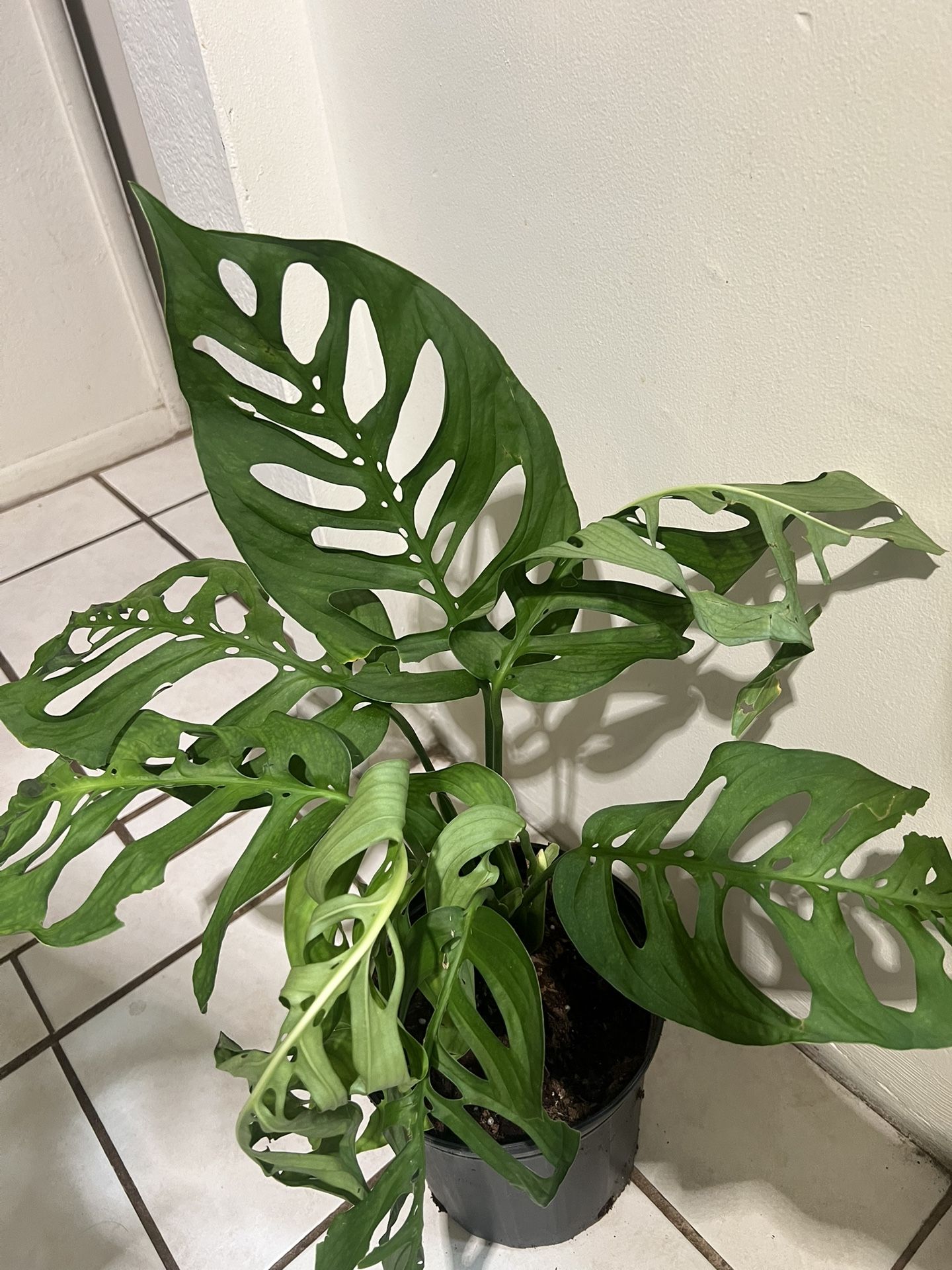 Monstera Esqueleto plant