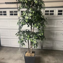 Faux Ficus Tree