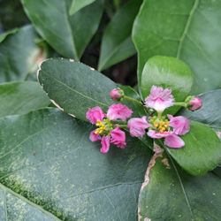 Barbados Cherry large mature tree.
