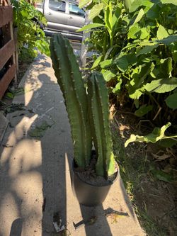 San Pedro cactus ready to go asking for $15