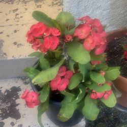 Coronadecristo color narannja