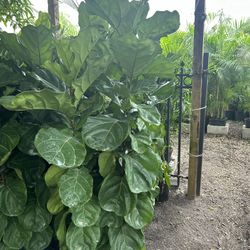 HOME PLANTS- SPECIAL PRICE  FIDDLE FIG LYRATA (7 GL)