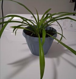 Spider Plant in Blue Pot