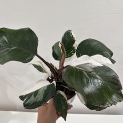 White Knight Philodendron