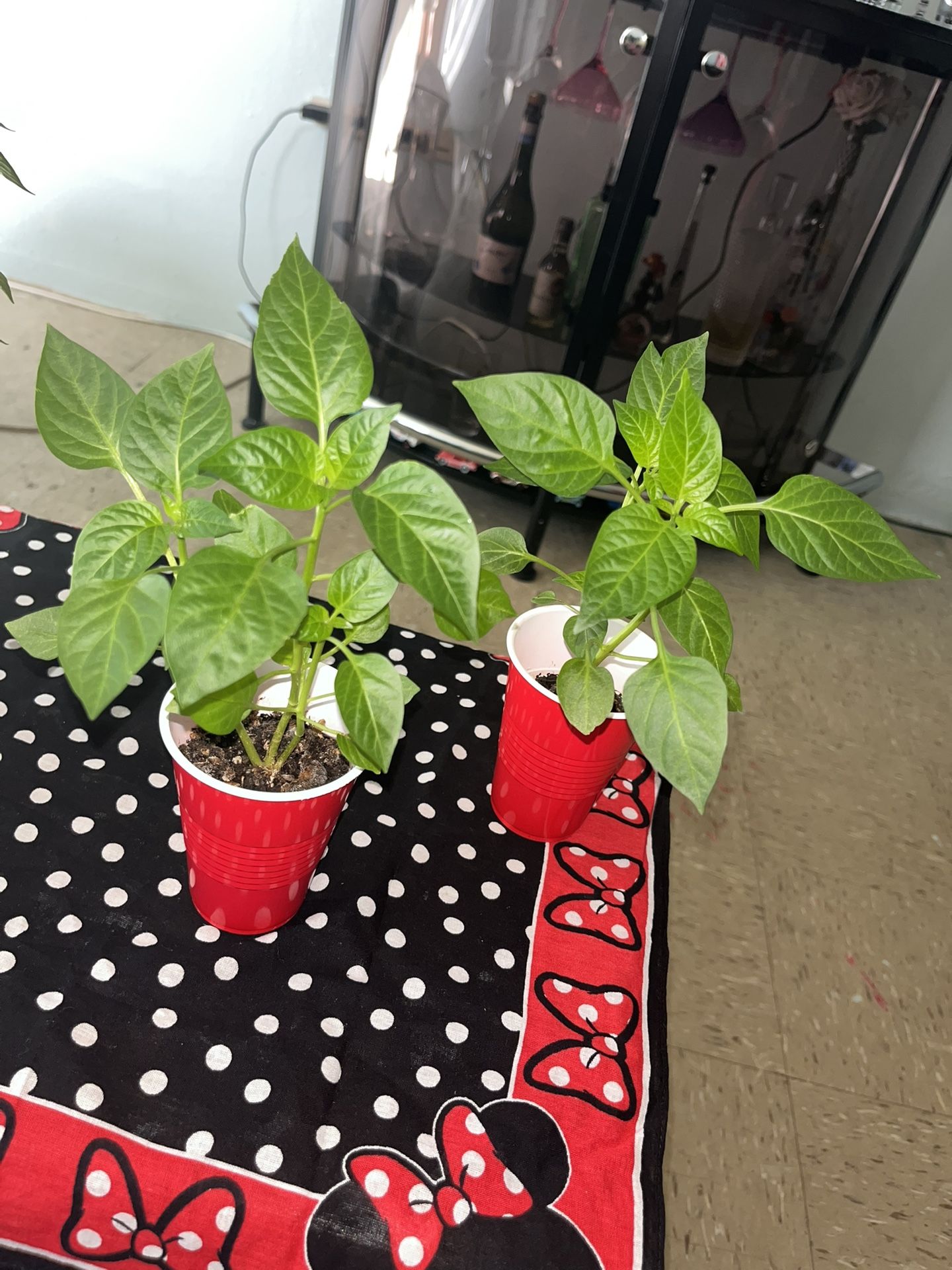 Colored Bell Pepper Plants For Sale