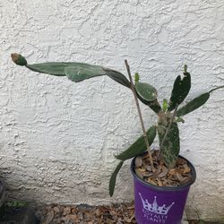 Prickly Pear with fruits