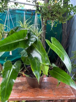 Plants indoor