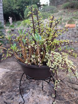 Potted Succulent with Stand