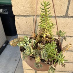 Assorted Succulents Ready For A New Home