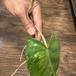Variegated Burle Marx Plant Cutting With Multiple New Growth Points
