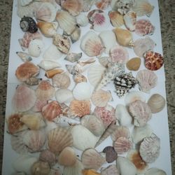 Seashells Collection With A Box