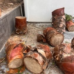 Free palm tree trunks great for DIY projects