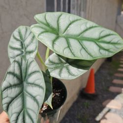 4" Alocasia 'Silver Dragon' (A)