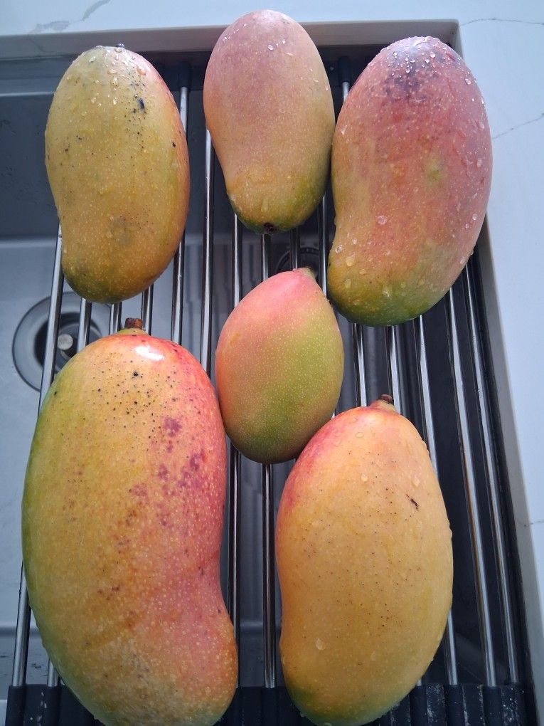 Large Mangoes