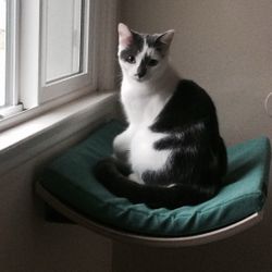 Cat Perch / Cat Shelf - Never Used, Handmade