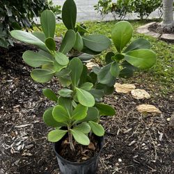 4 Plantas /arbustos.  4 Plants 