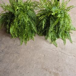 Fern Plant 