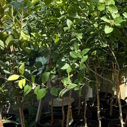 Mexican Lime Trees 5F The Tall $55 Each Price Firm 
