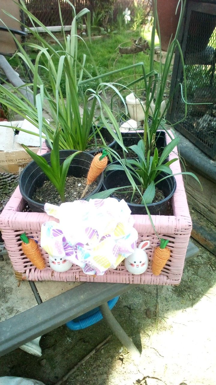 Easter Potted Flowers Gift Basket 