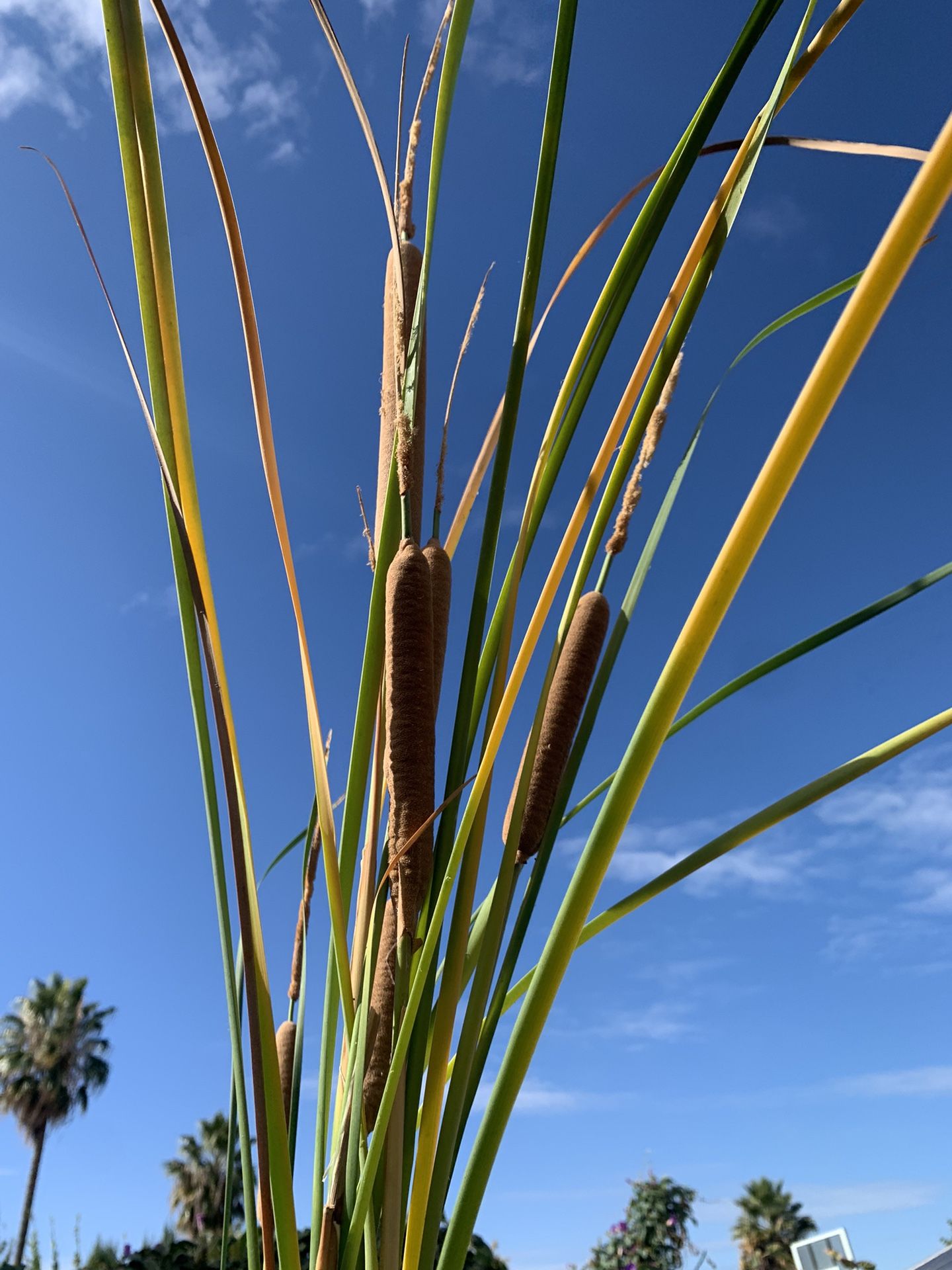 5 Gallon Water Plant Big.