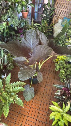 Regal Shields Alocasia tropical plant 10” pot