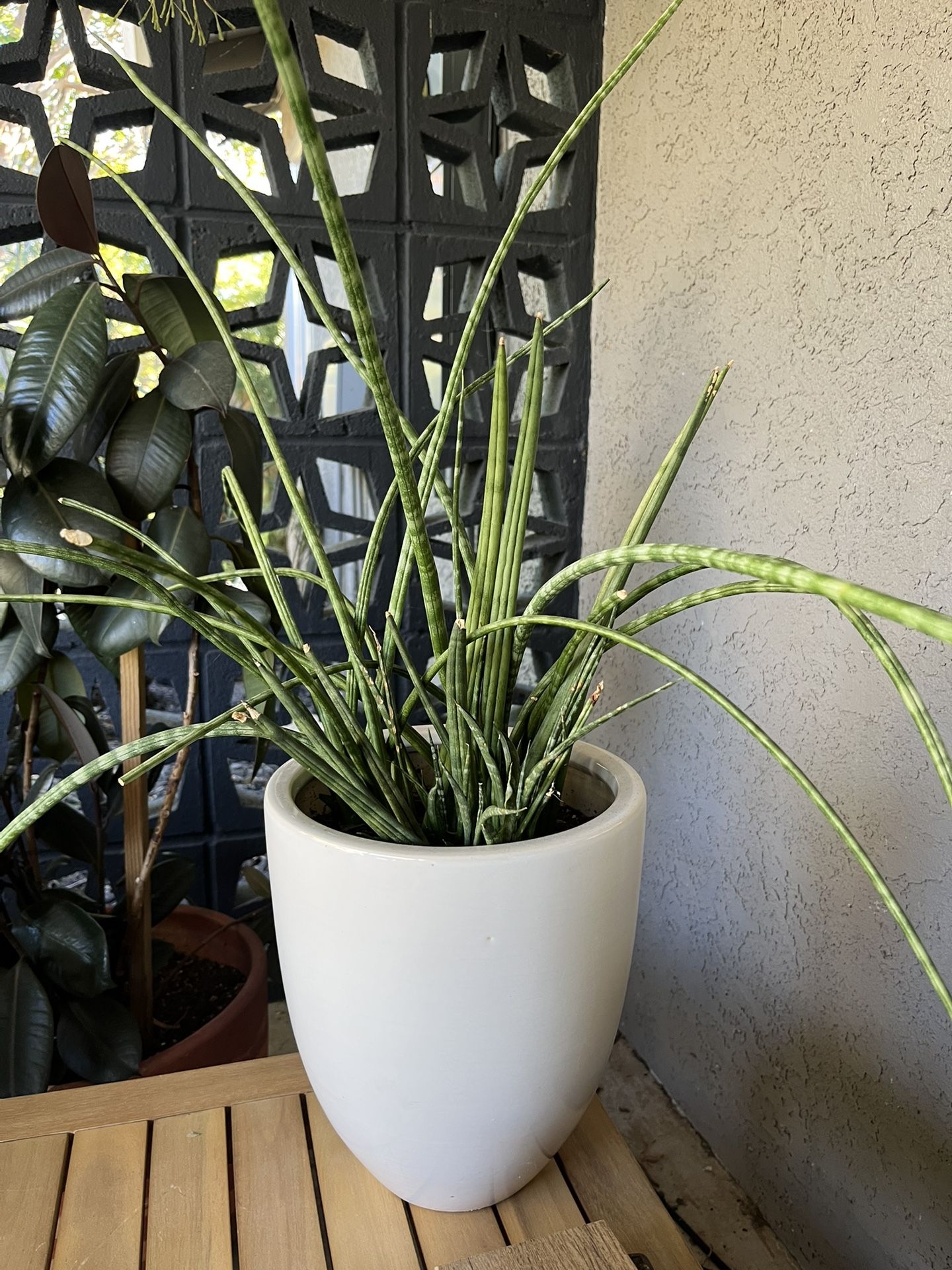 Potted Plant 