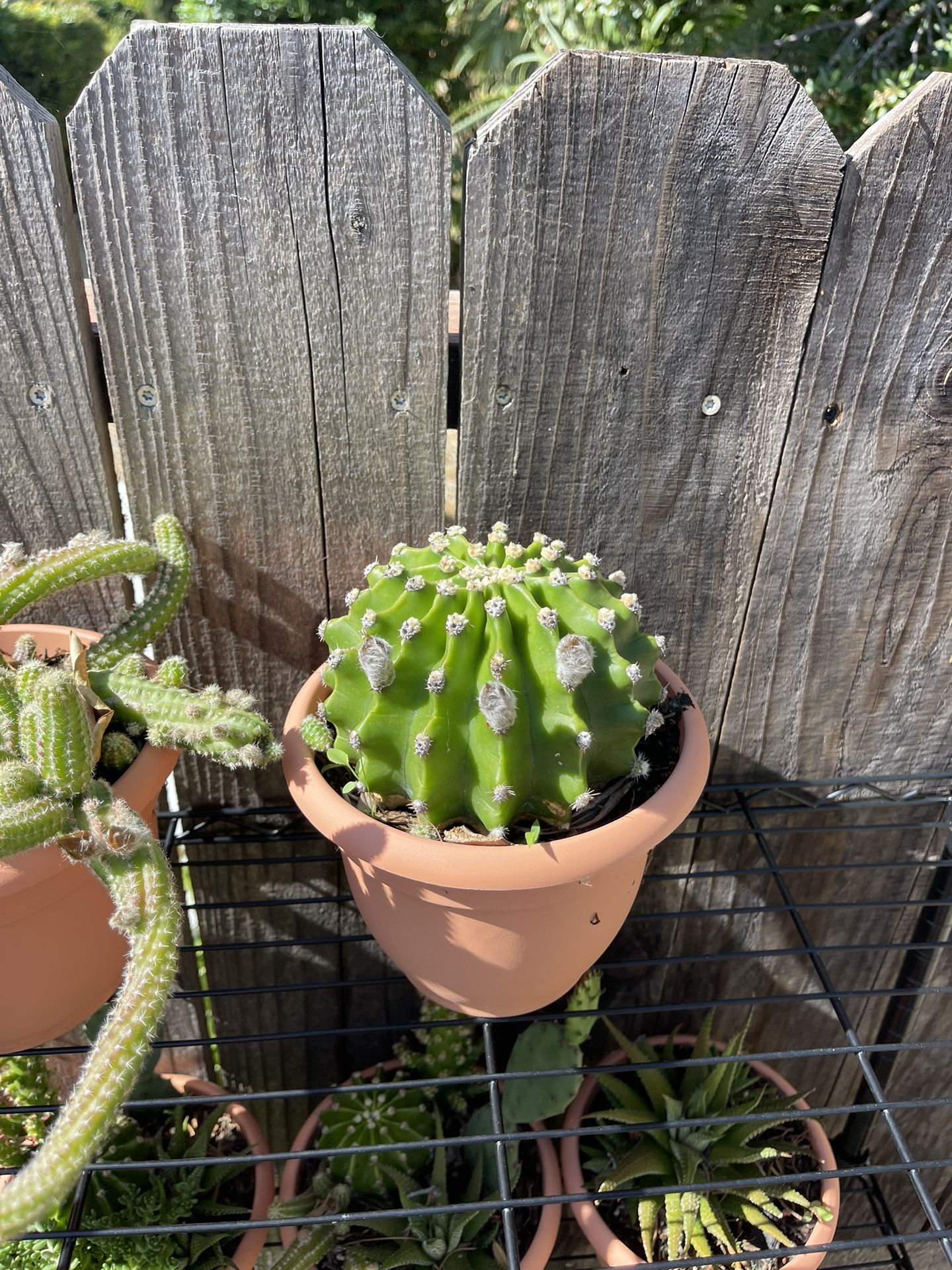 Cactus