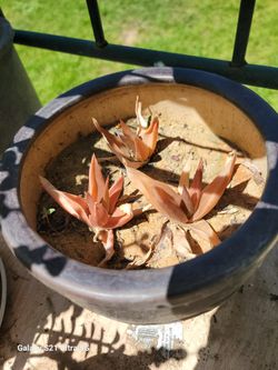 Haworthia Pentagona