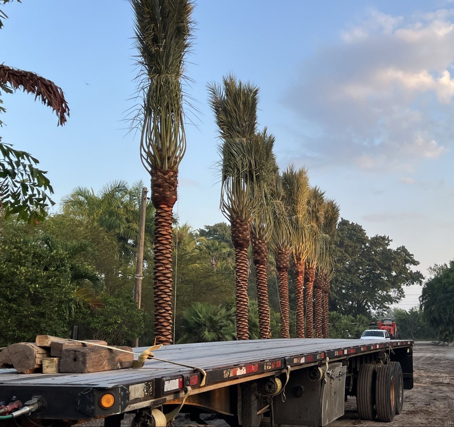 PHOENIX "MEDJOOL" DATE PALMS